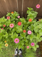 Vibrant flowers in shades of pink, orange, and yellow bloom amidst lush green foliage in front of a wooden fence. The close-up perspective shows different stages of bloom. A pair of black and white sneakers peeks from the bottom, suggesting someone standing close to admire the flowers.