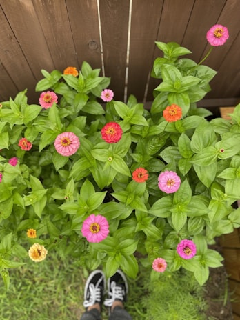 Vibrant flowers in shades of pink, orange, and yellow bloom amidst lush green foliage in front of a wooden fence. The close-up perspective shows different stages of bloom. A pair of black and white sneakers peeks from the bottom, suggesting someone standing close to admire the flowers.