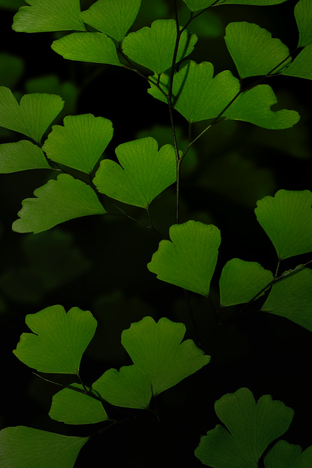 green leaves in close up photography