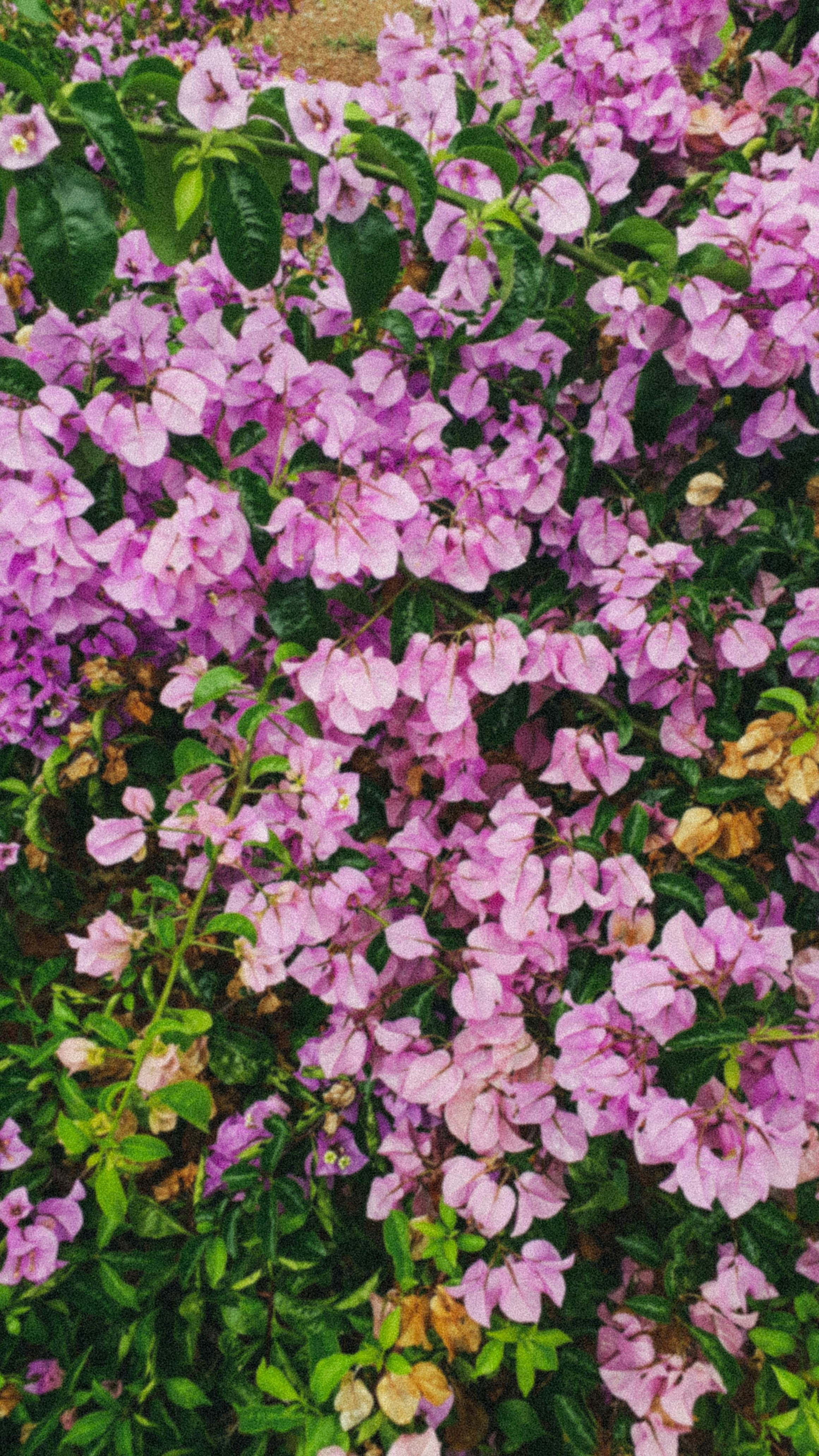 Photo by karolliphotos