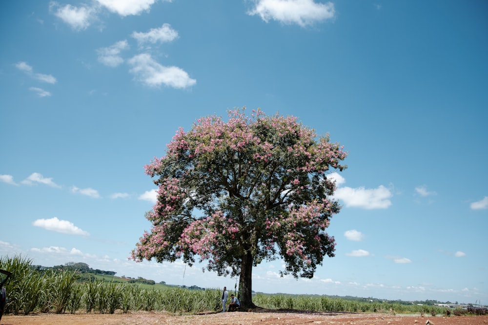 pink and green tree on green grass field under blue sky during daytime