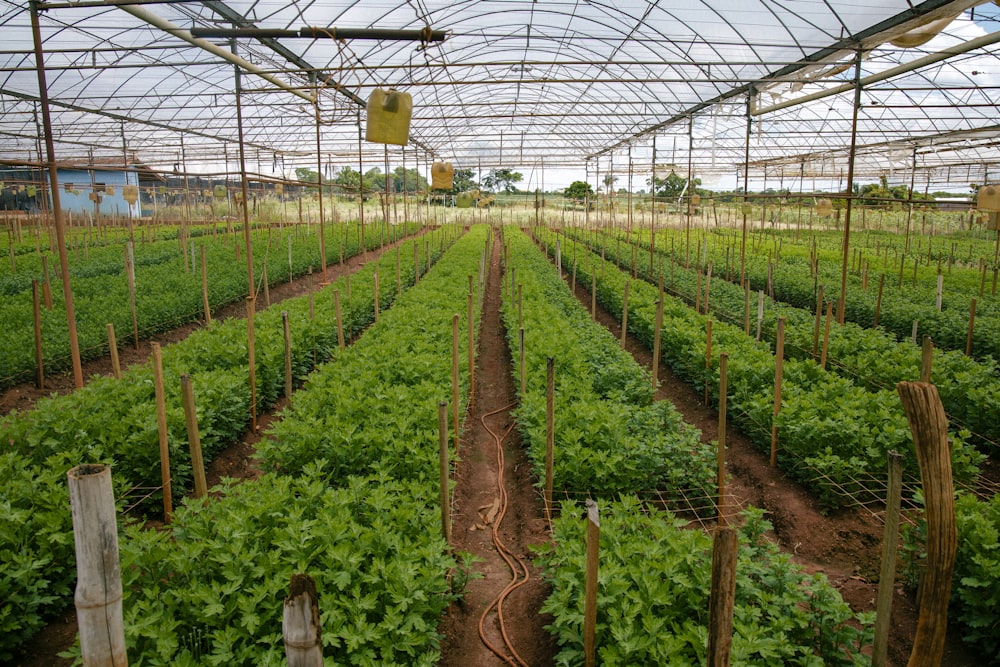 green plants inside greenhouse during daytime