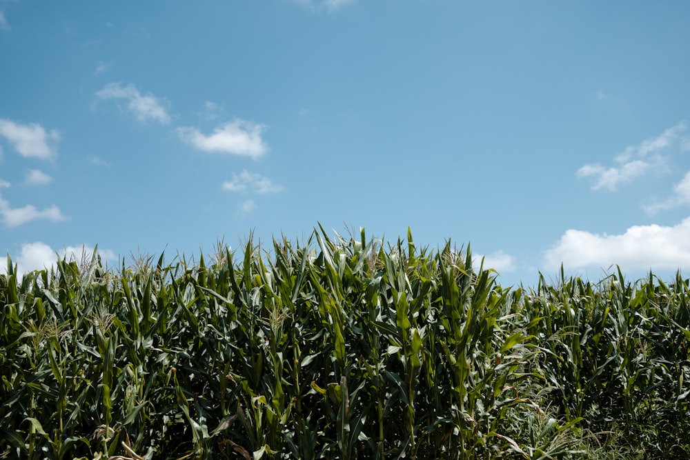 green corn field under blue sky during daytime