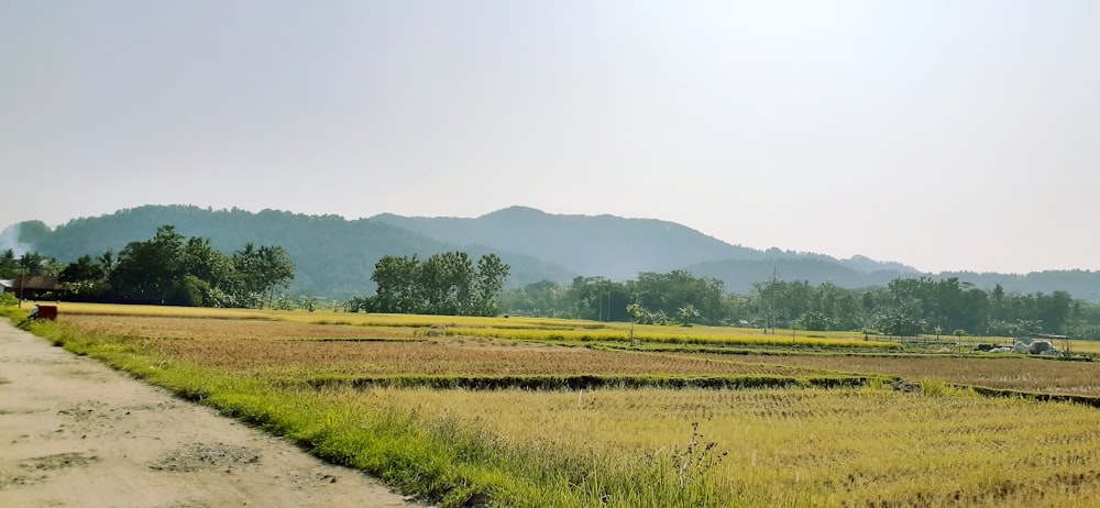 Grünes Grasfeld in der Nähe des Berges tagsüber