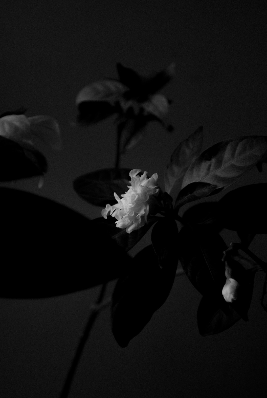 grayscale photo of white flower