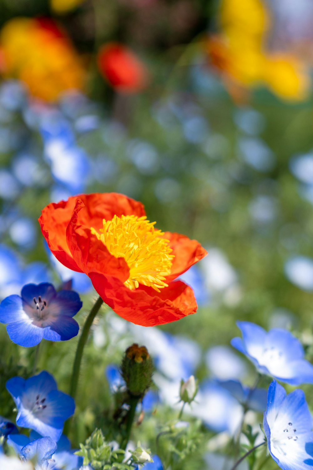 orange and purple flower in tilt shift lens