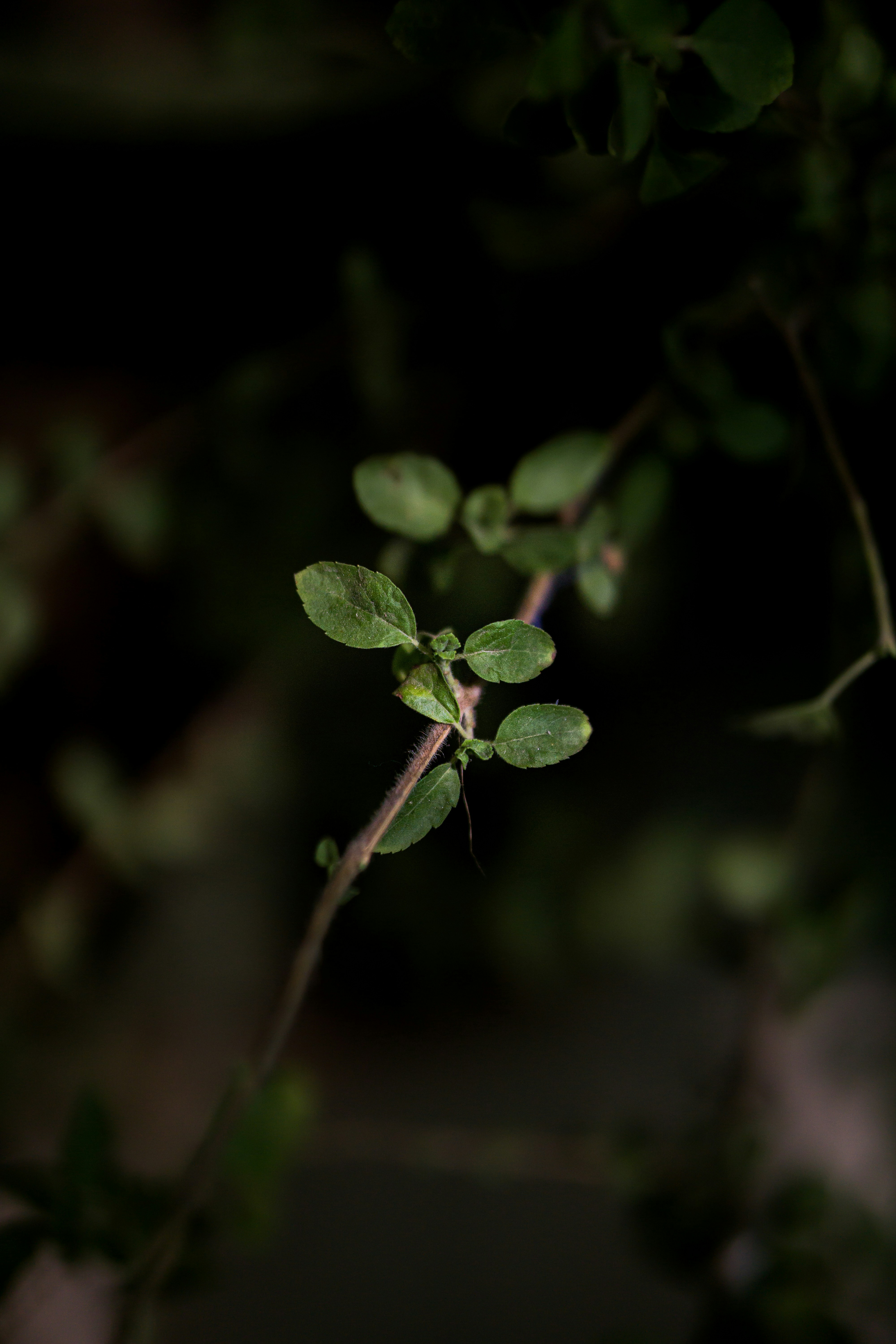 green leaves in tilt shift lens