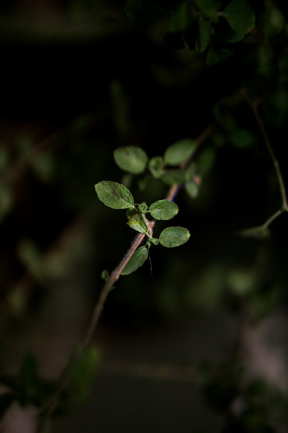 green leaves in tilt shift lens