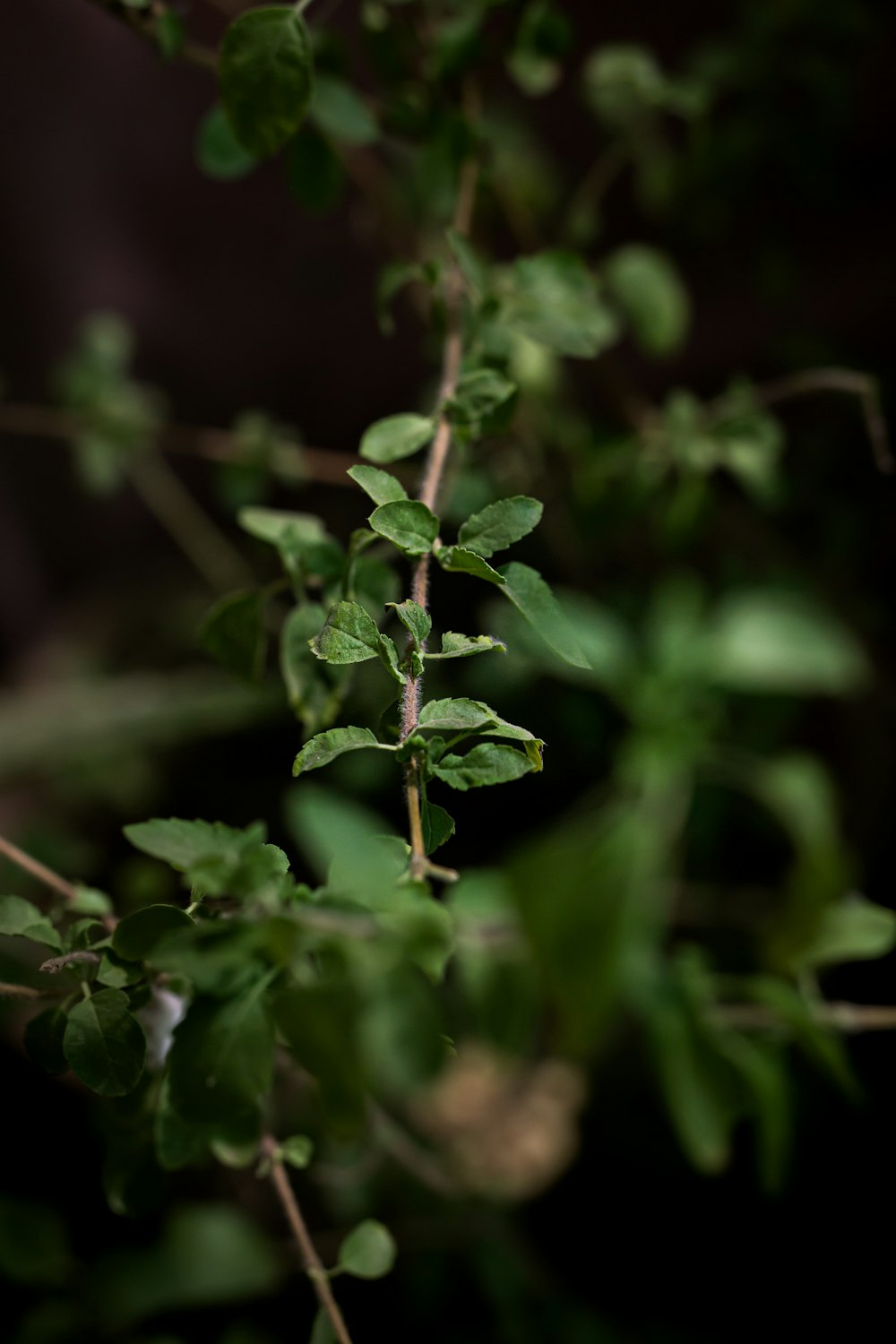 green plant in tilt shift lens
