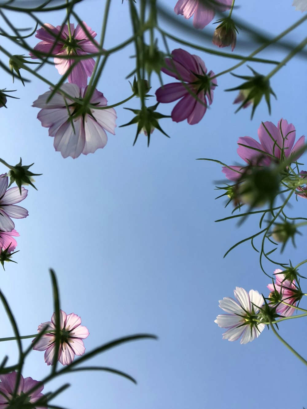 rosa und weiße Blüten unter blauem Himmel tagsüber