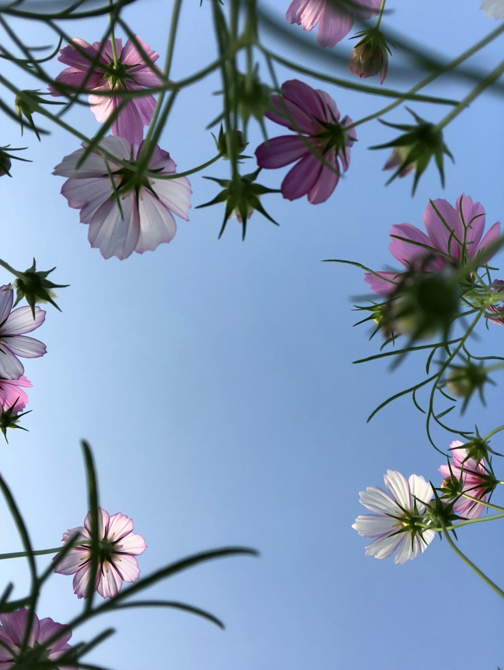 昼間の青空にピンクと白の花