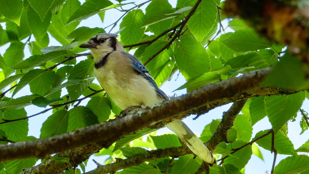 pájaro azul y blanco en la rama de un árbol