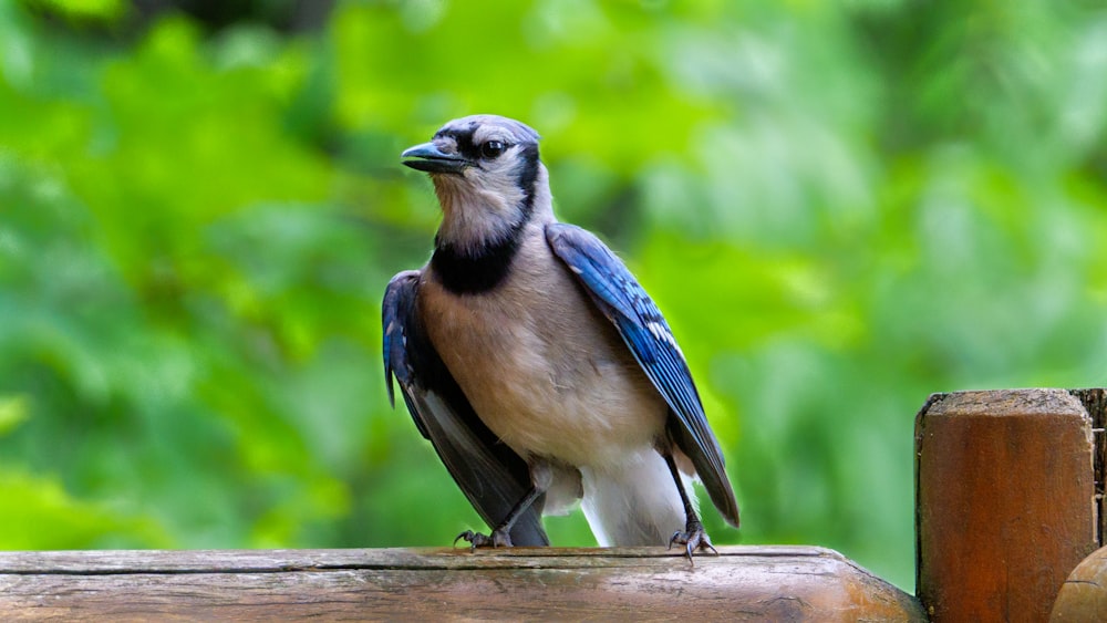 blue and white bird on brown wooden surface