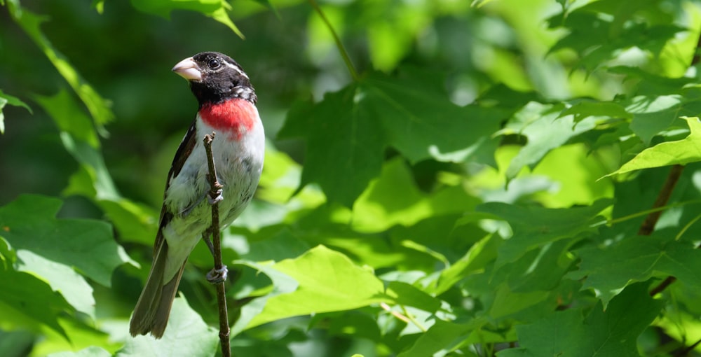 緑の植物に赤、白、黒の鳥