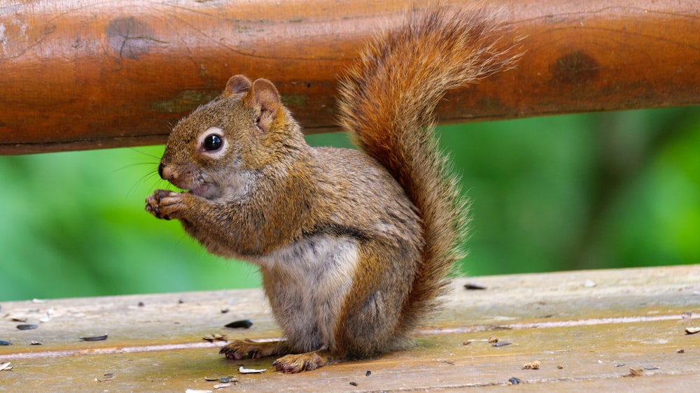 Braunhörnchen auf braunem Holzbrett