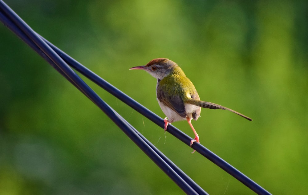 green and yellow bird on black metal bar