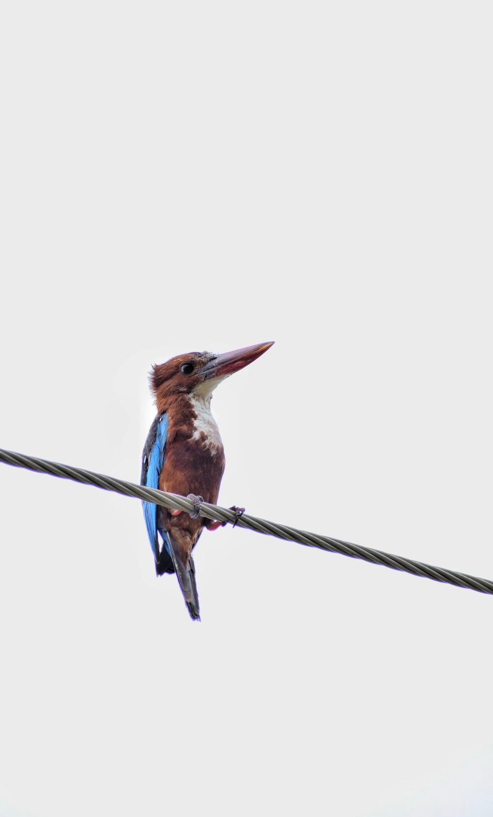 blue and brown bird on black wire