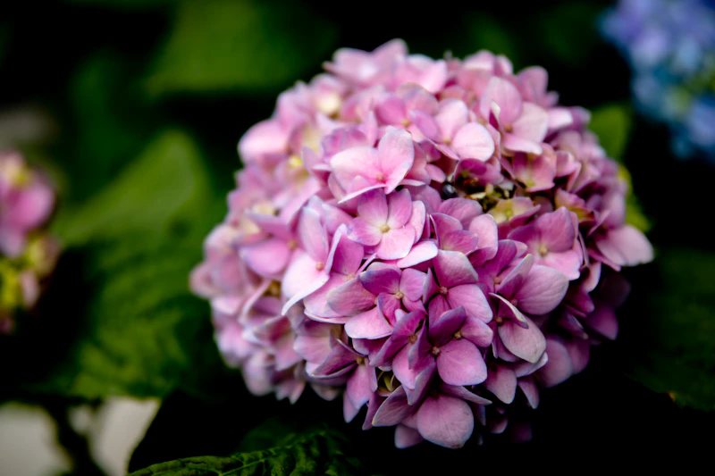 Purple and white geranium flower in close-up photography