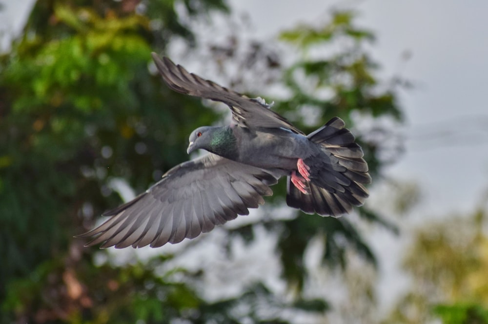 oiseau gris et noir volant pendant la journée