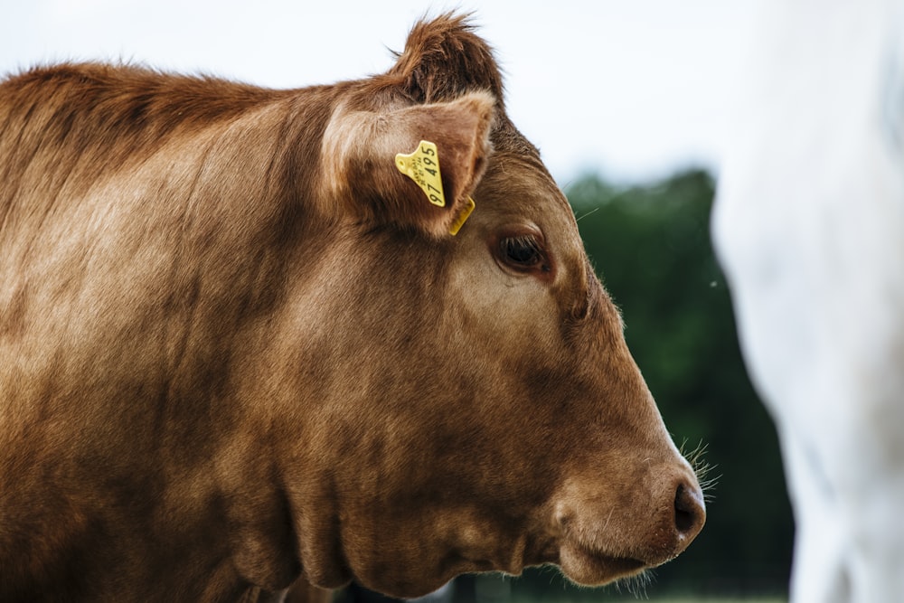 brown cow with yellow eyes
