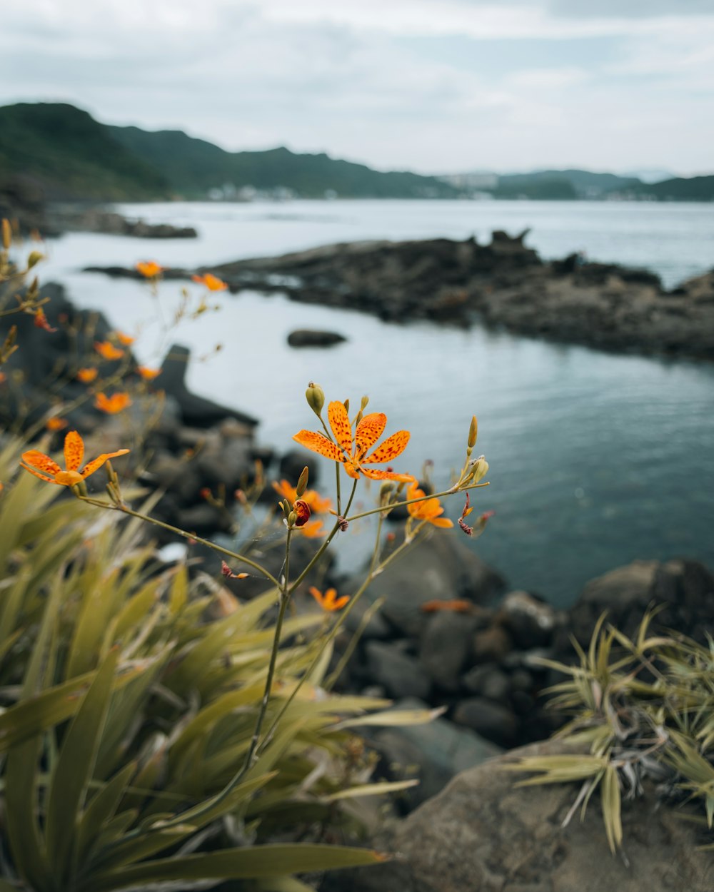 yellow and brown flowers near body of water during daytime