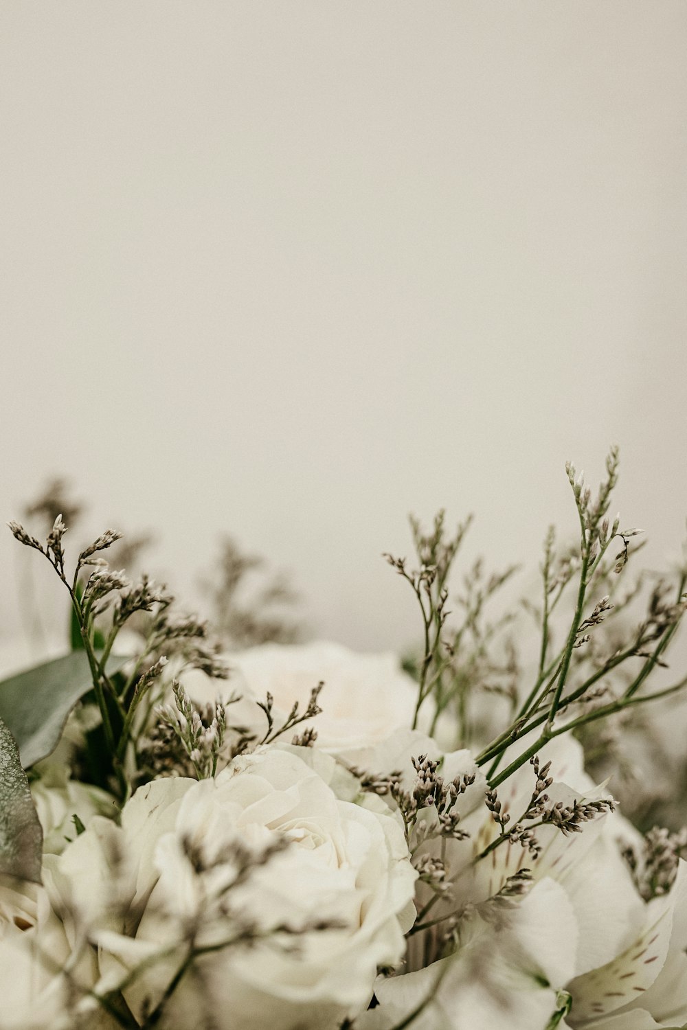 white rose in bloom during daytime