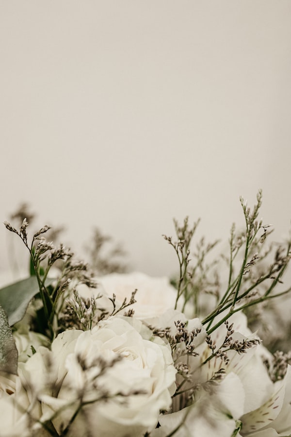 White Rose Bloom