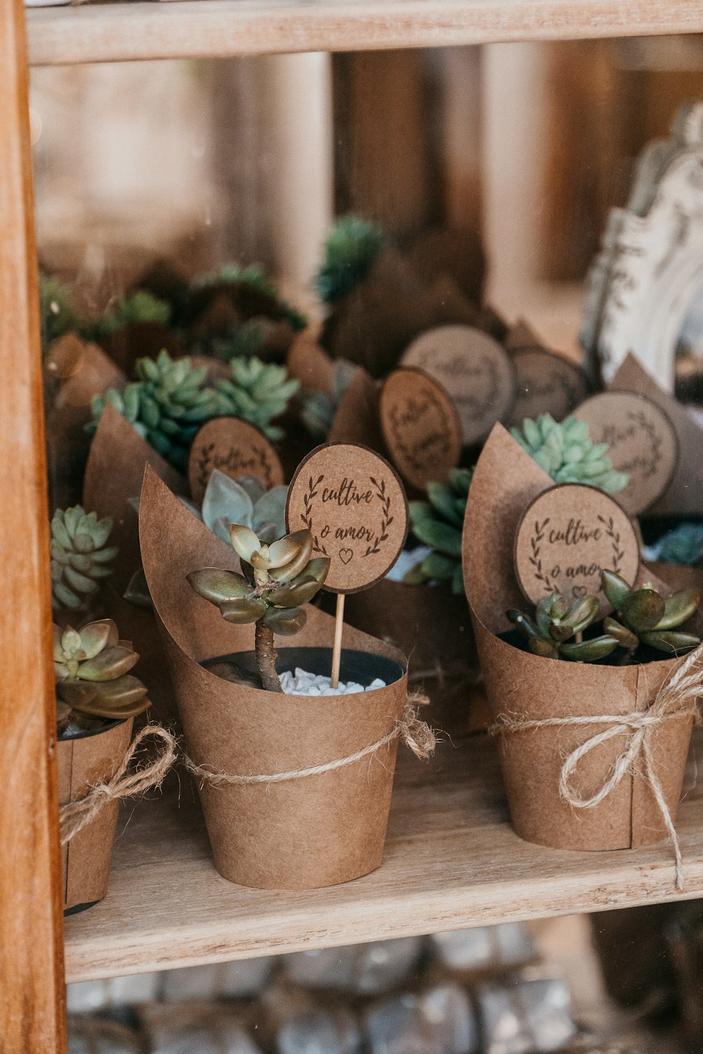 green and brown potted plants