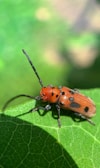A brightly colored orange and black insect with long antennae stands on a green leaf. The background is softly blurred, highlighting the details of the bug and the leaf's texture.