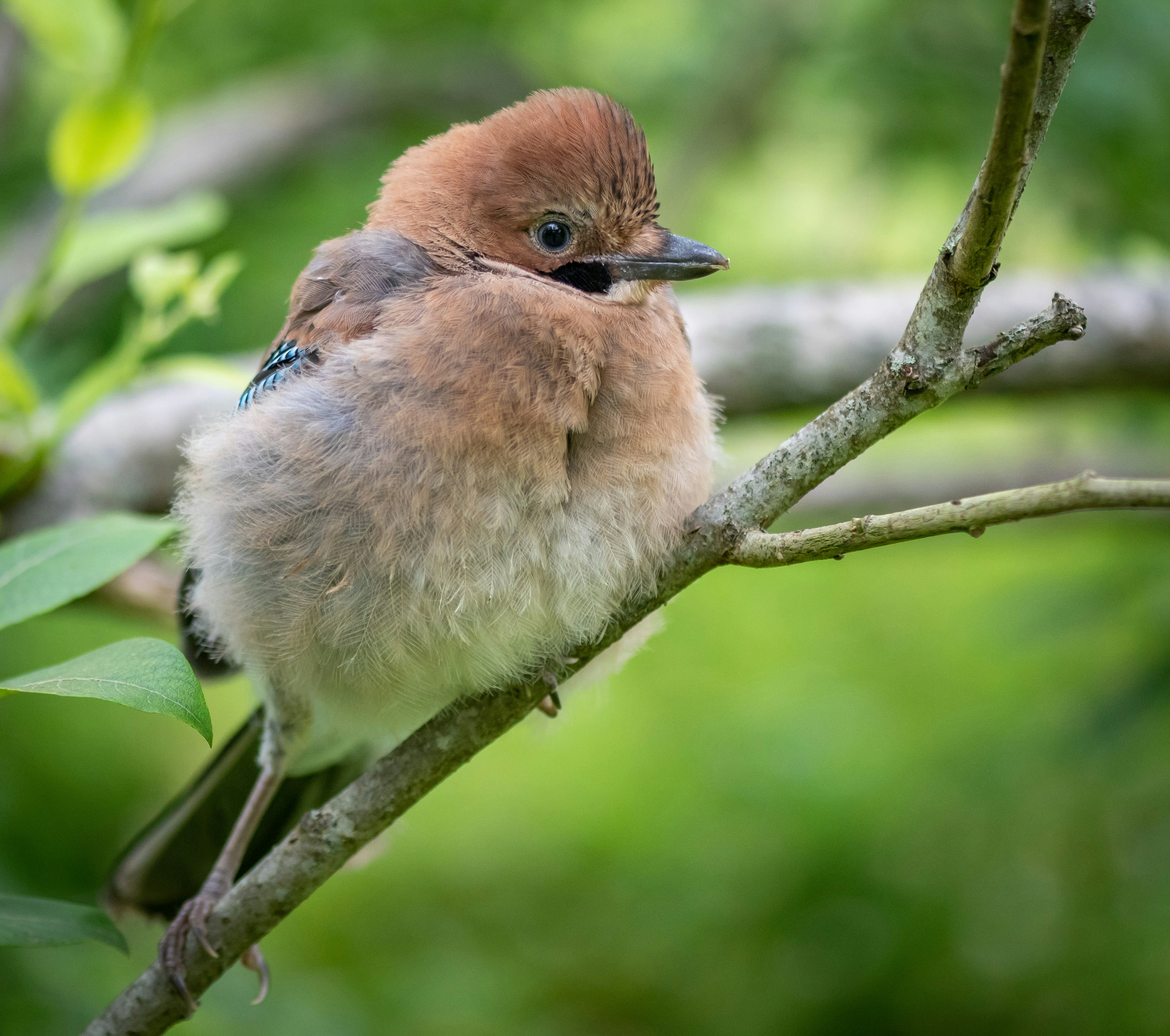 Photo by einarstorsul