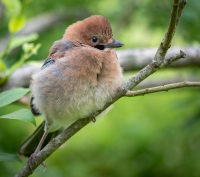brown and gray bird on tree branch