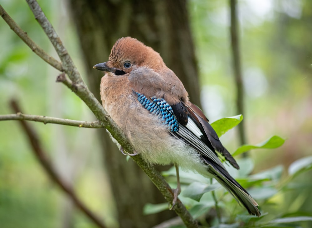 blue and brown bird on tree branch