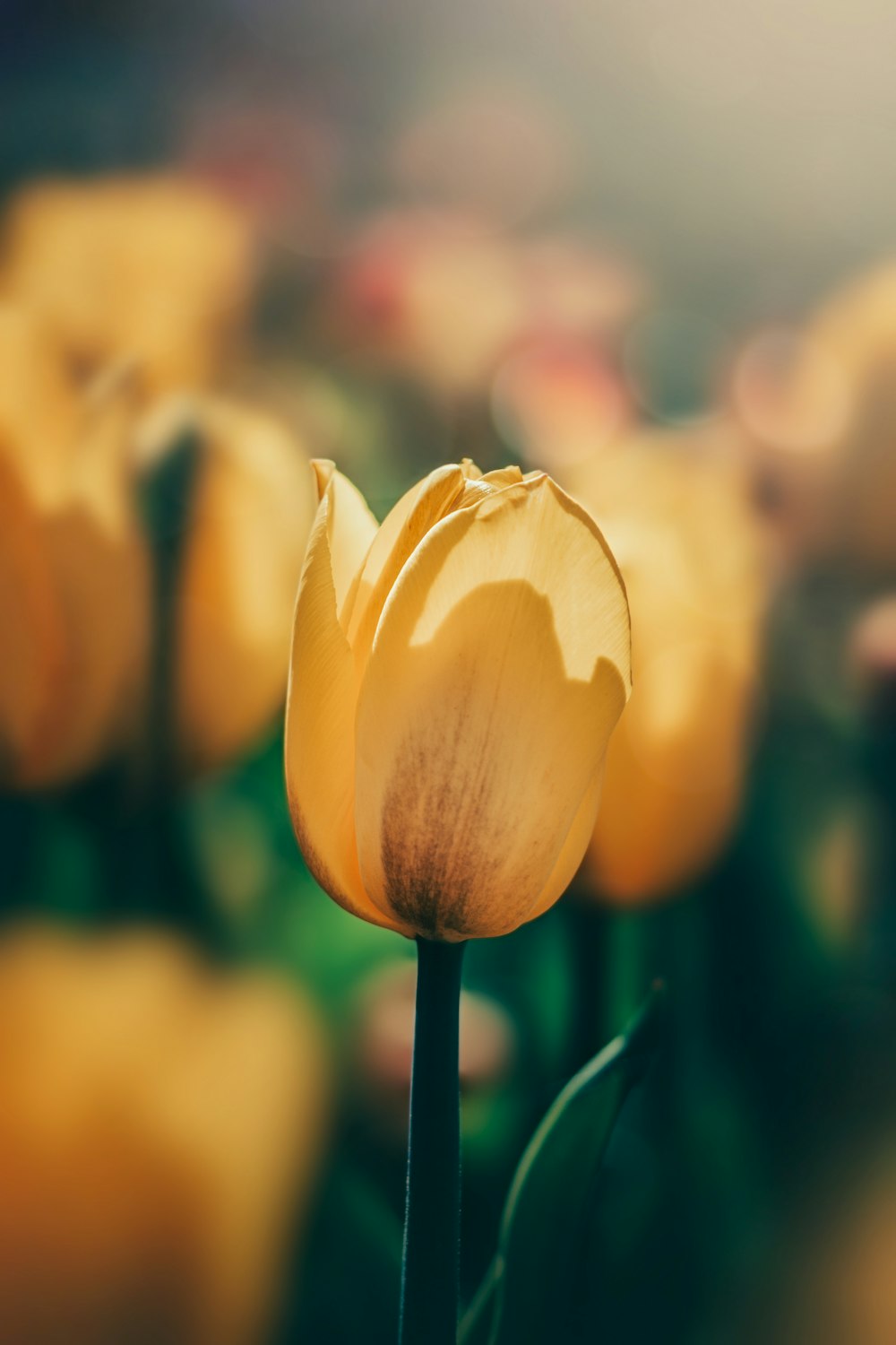 yellow tulip in bloom during daytime