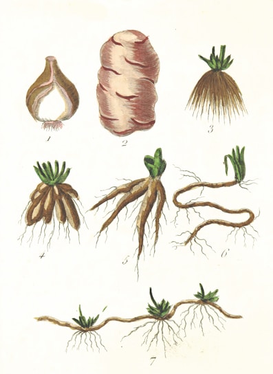 A botanical illustration depicting different types of plant roots and bulbs. The image includes labeled scientific drawings of various root structures, from solitary bulbs to complex branching systems with sprouting greenery.