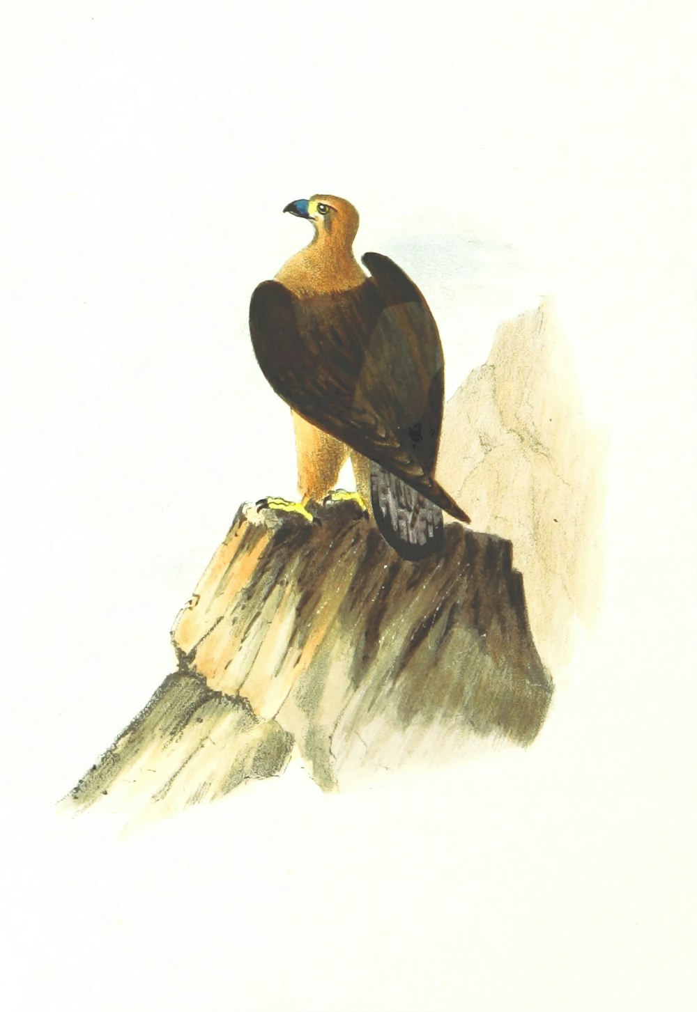 Uccello marrone e nero su palo di legno marrone