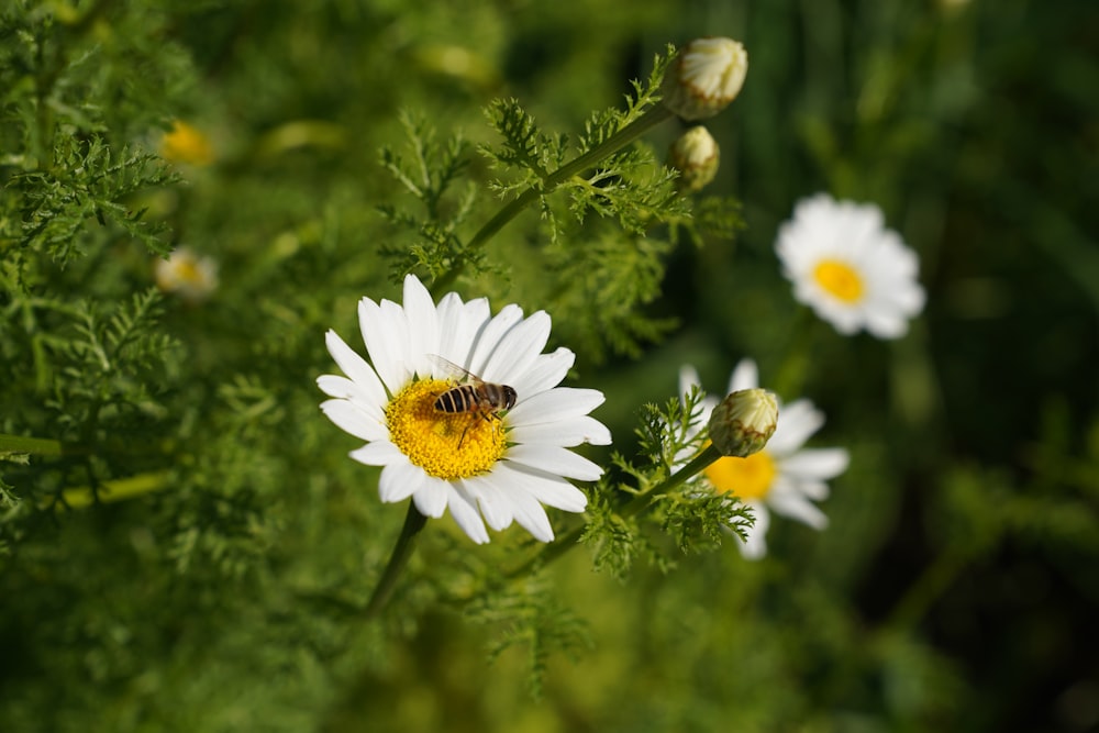 white and yellow daisy flower in bloom during daytime