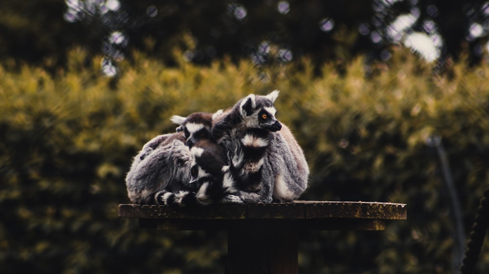 three gray animals on brown wooden fence during daytime