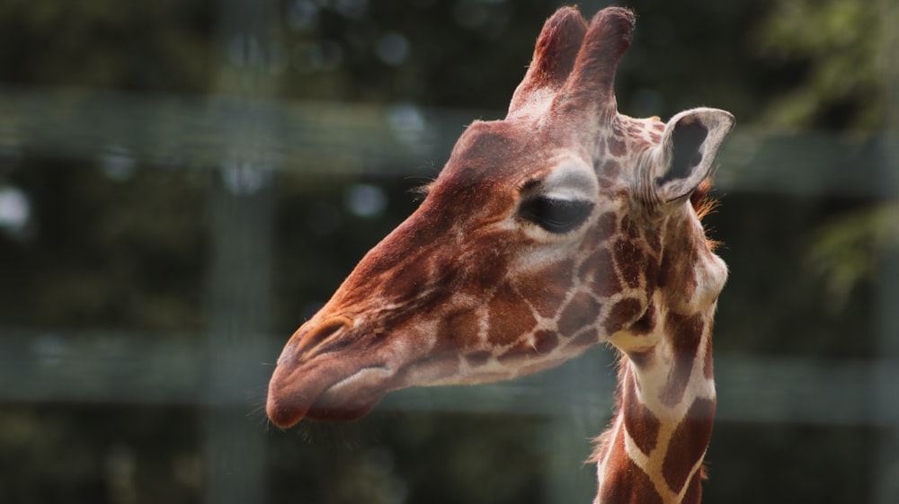 giraffa marrone in primo piano fotografia