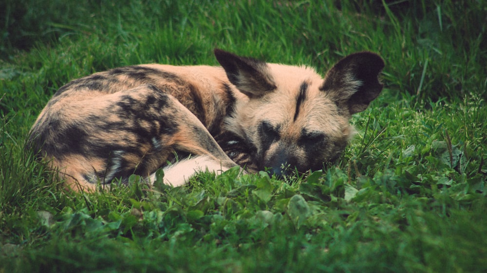 brown and black short coated dog lying on green grass during daytime