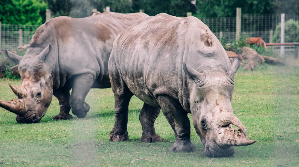 grey rhinoceros on green grass field during daytime