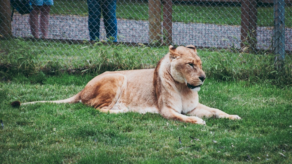 brown lioness lying on green grass field during daytime