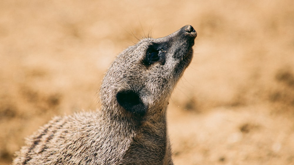 brown and gray animal on brown sand during daytime