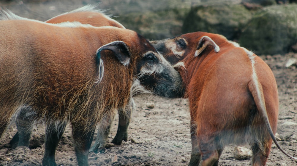 brown and black cow on brown field during daytime