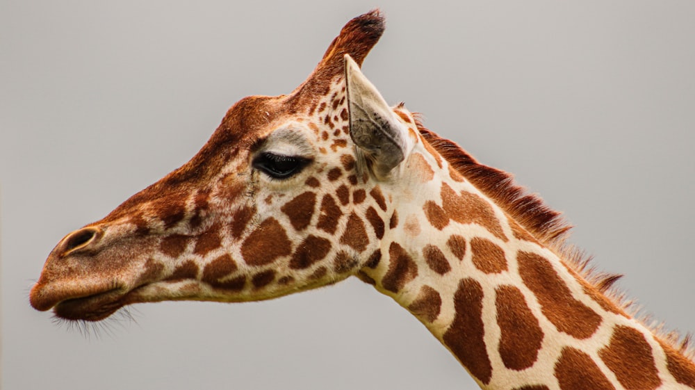 brown giraffe head in close up photography