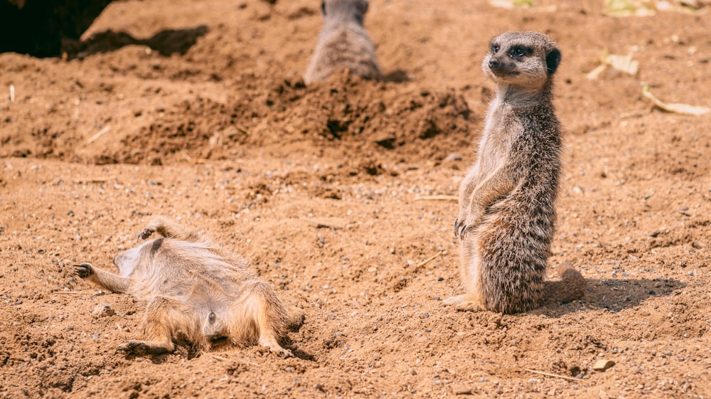 brown and gray animal on brown sand during daytime