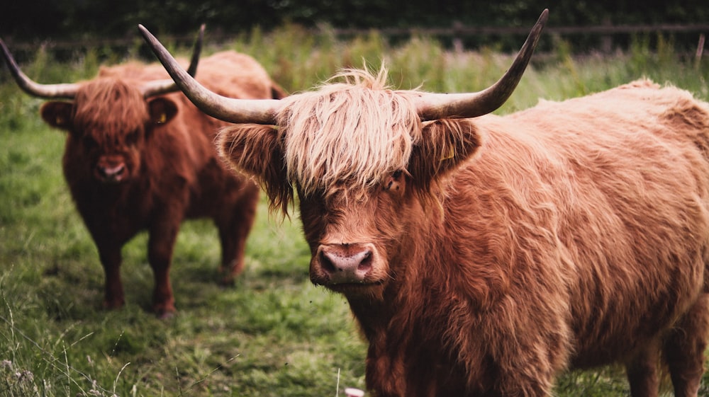 brown cow on green grass field during daytime