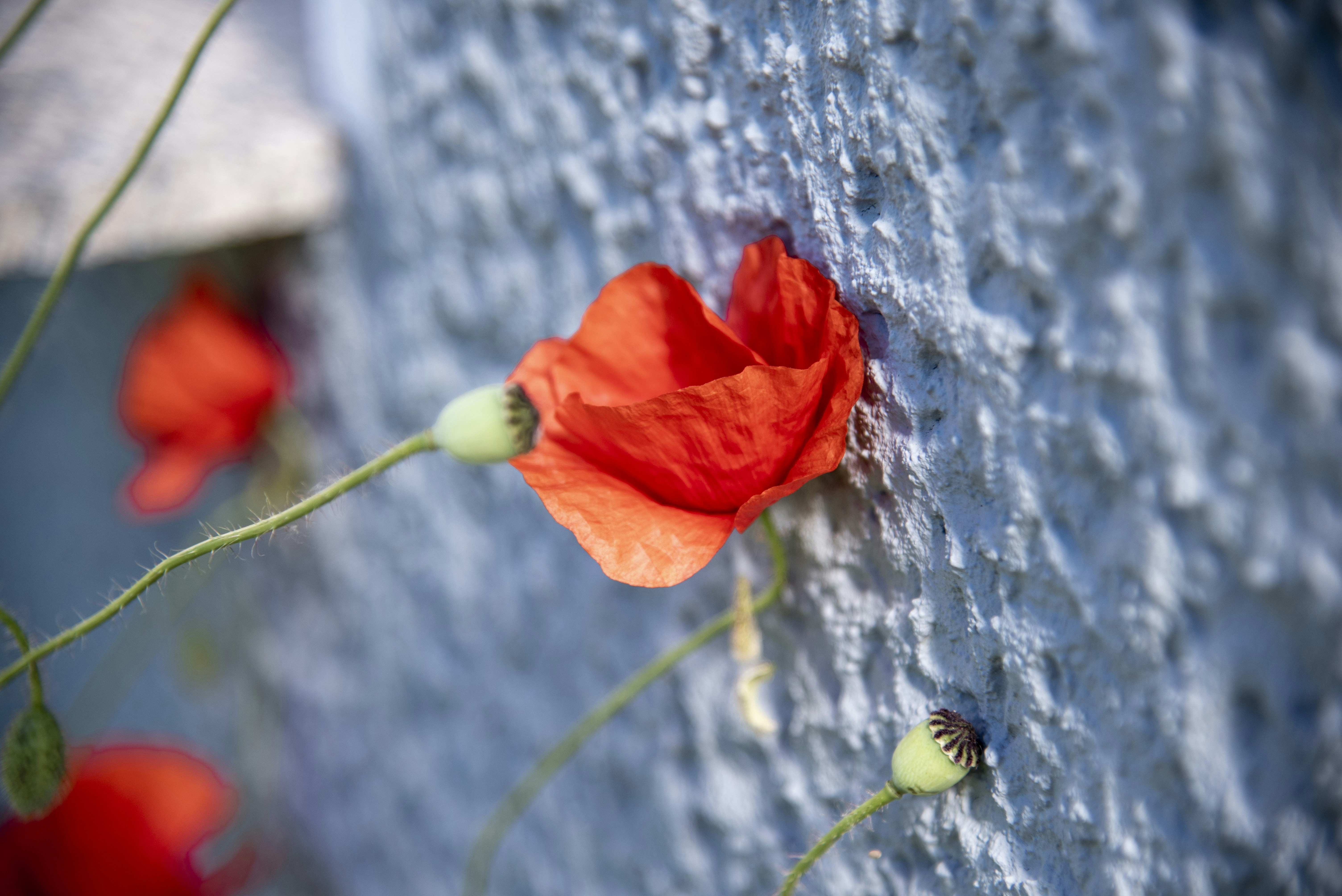 red flower in tilt shift lens