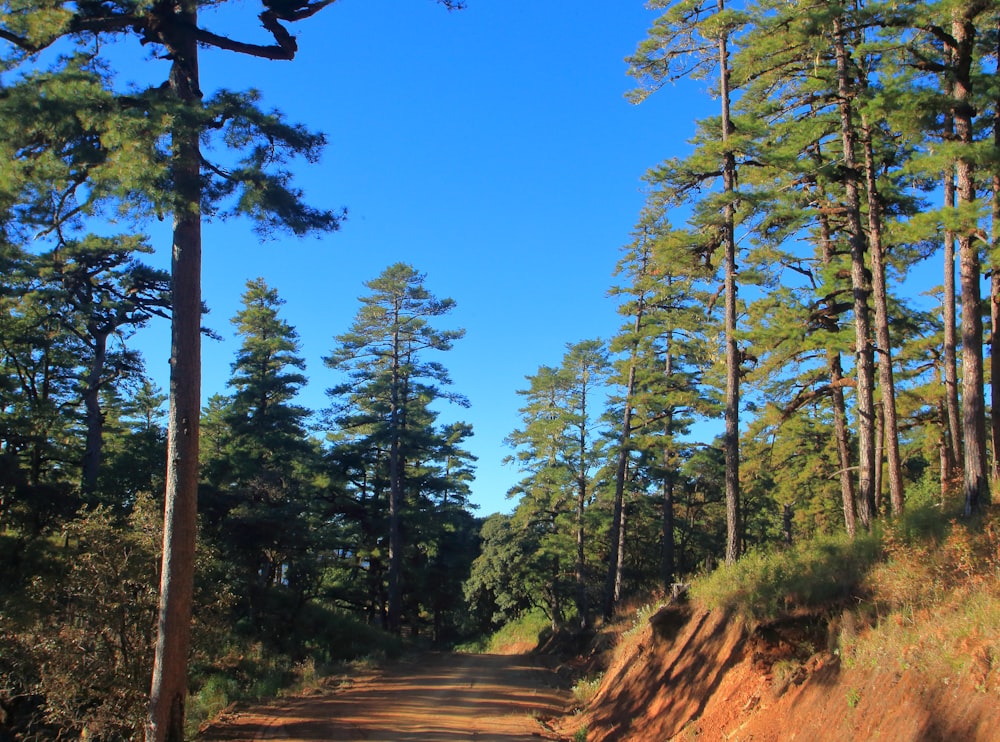 green trees on brown dirt road during daytime