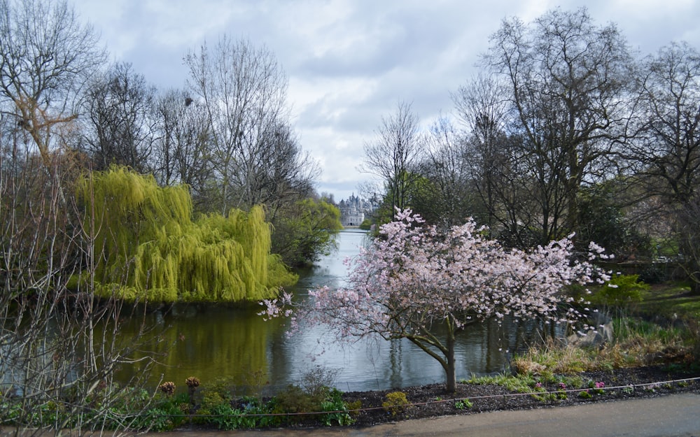 green trees beside river under cloudy sky during daytime