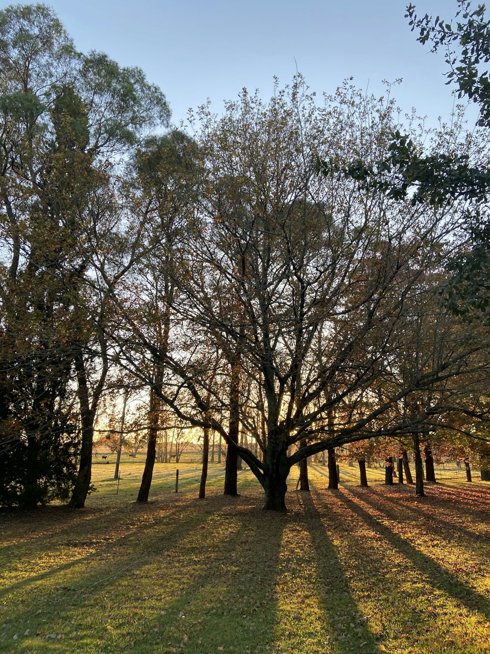 green trees on brown field during daytime